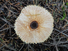 Flower-like mushroom